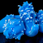 Oieffur Wave Fantasy Anal Plug, prostate stimulating anal toy with wave-shaped design for enhanced pleasure.